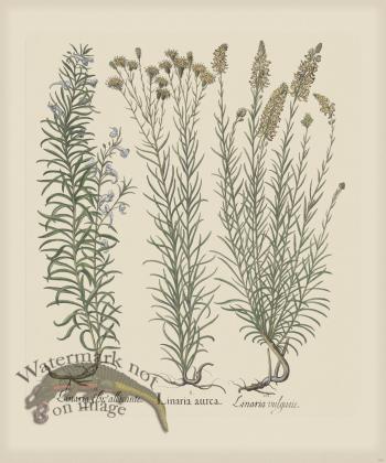 Besler 163 Colored  B2